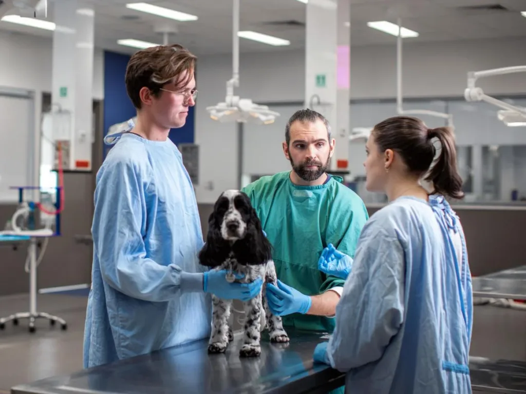 Veterinary IPAC Audit: 30 Checks Before Problems Escalate